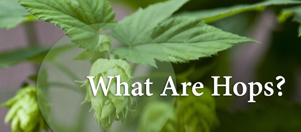Are Hops Gluten Free?